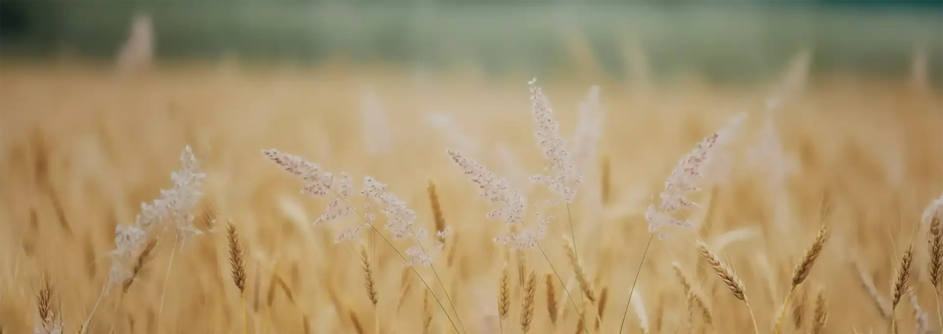 Psicóloga profesional en Valladolid